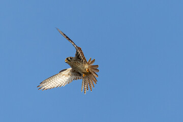 Close view of a male American kestrel flying, seen in the wild in North California