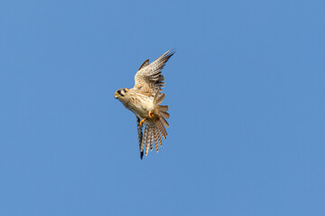 Close view of a male American kestrel flying, seen in the wild in North California
