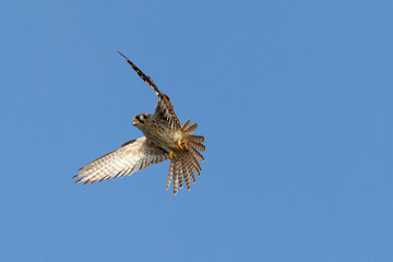 Close view of a male American kestrel flying, seen in the wild in North California