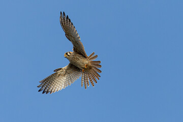 Close view of a male American kestrel flying, seen in the wild in North California