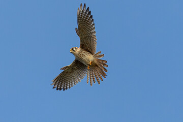 Close view of a male American kestrel flying, seen in the wild in North California