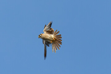 Close view of a male American kestrel flying, seen in the wild in North California