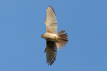 Close view of a male American kestrel flying, seen in the wild in North California