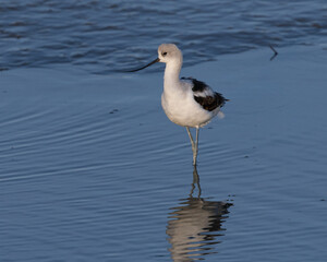 American avocet, seen in the wild in a North California marsh 