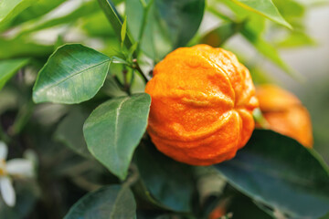 Close-up of wrinkled bitter orange fruit growing on citrus tree among dark green leaves