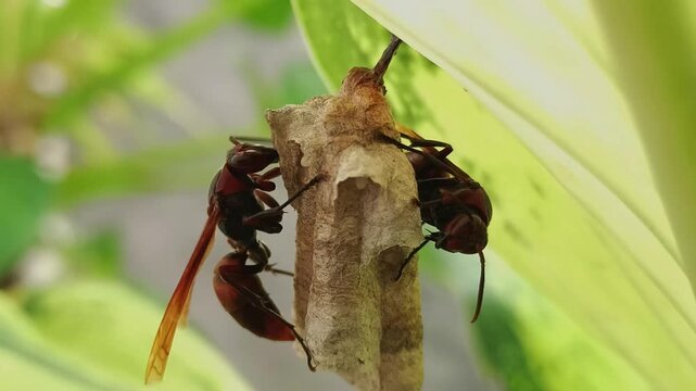 Easy-to-find paper wasp macro photography making nests on the surface of plant leaves