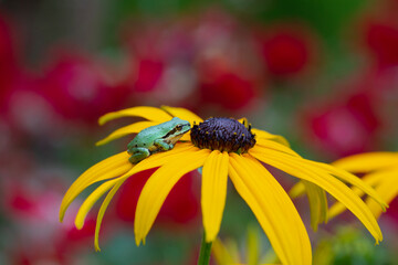 A tiny Pacific chorus frog sits atop a rudbeckia with blurred red roses in the background  © Claudia