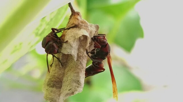 Easy-to-find paper wasp macro photography making nests on the surface of plant leaves