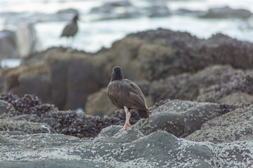 atlantic puffin or common puffin