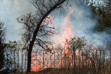 Controlled burn of a brush pile
