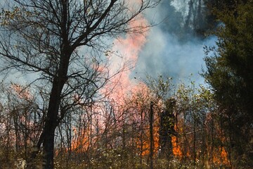 Controlled burn of a brush pile