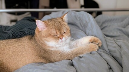 Portrait of a sleeping Scottish Fold cat, golden chinchilla color