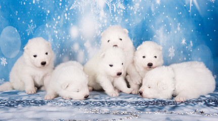 Puppies. White fluffy small Samoyed puppies dogs are sitting on blue background