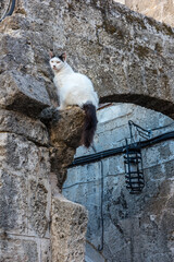 Cat in the old town of Rhodes , Greece