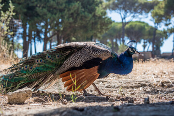 Peacocks walking in the garden at Filerimos hill on Rhodes island in Greece