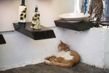Sleeping cat in Lindos Greece