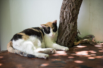 Sleeping cat in Lindos Greece