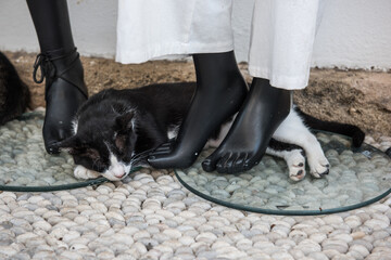 Sleeping cat in Lindos Greece