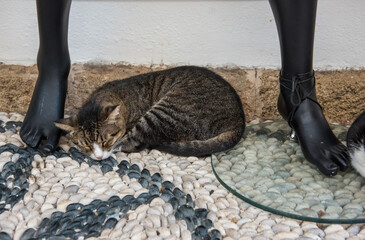 Sleeping cat in Lindos Greece