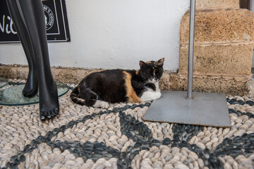 Sleeping cat in Lindos Greece