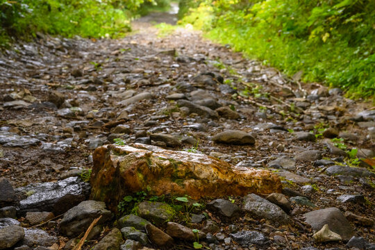 A solitary stone lies amidst the wet, rocky path in a serene Russian forest