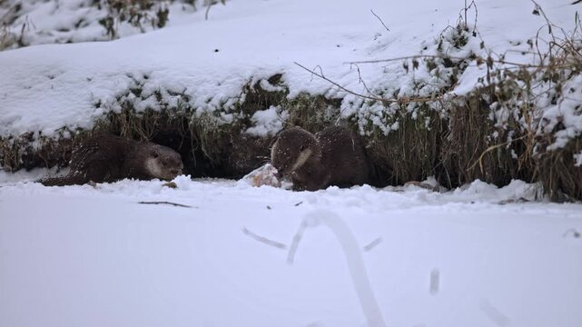Pair of Eurasian otter (Lutra lutra) eating fish head on surface of frozen river level next coast. Animals obviously compete each other struggling for every piece of meat meal. Winter wildlife take.