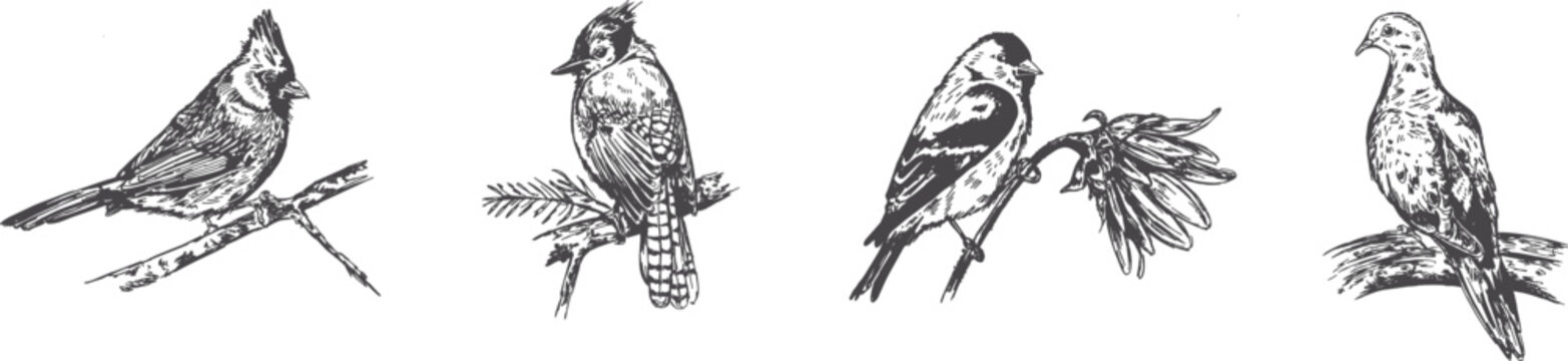 Hand-drawn illustration series of backyard birds illustrated in a sketchy pen and ink style in vector