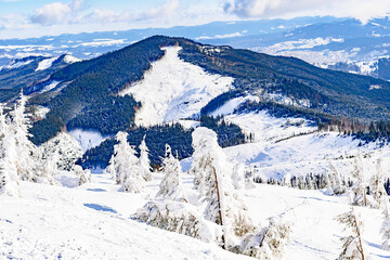 Winter beautiful scenic nature mountains panorama on ski resort. Pine fir spruce trees with snow in forest in sunny day. Ukrainian Carpathians landscape