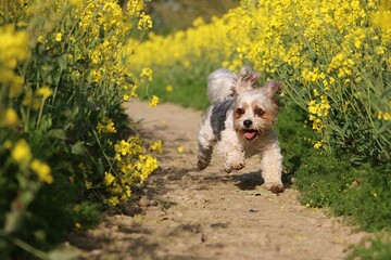 A small, sweet Yorkshire Terrier mix dog runs in a trail in a yellow-flowering rapeseed field