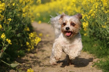 A small, sweet Yorkshire Terrier mix dog runs in a trail in a yellow-flowering rapeseed field