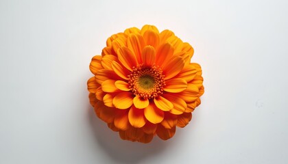 Orange marigold flower shown from top on white background. Single calendula blossom with bright petals, round green center. Natural flora beauty detail isolated studio shot.