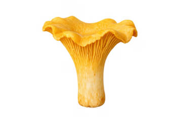 Fresh chanterelle mushroom isolated on transparent background, showing ribbed gills and wavy cap