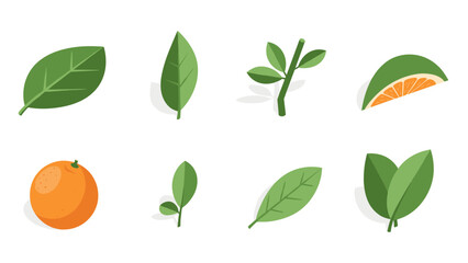 Obraz premium Fresh citrus and green leaf elements for natural designs