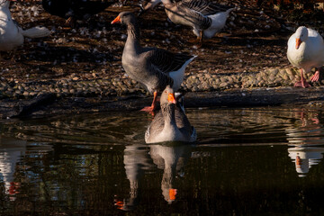 Geese Reflected on Calm Pond