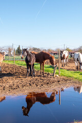 Horses Reflected in Water at Sunny Farm