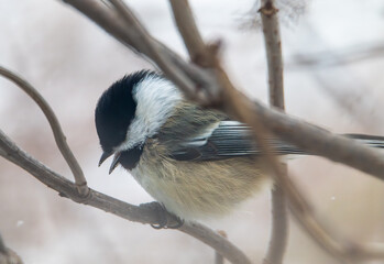 Black capped chickadee on a branch