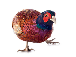 Male European Common Pheasant
