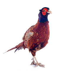 Male European Common Pheasant