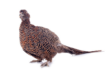 female European Common Pheasant