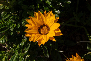 Yellow Flower Blooming in Garden