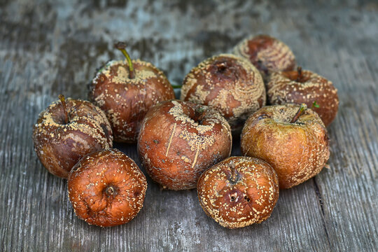 Bad rotten apple on wood background. Group of rotten aples on rough wooden table. 