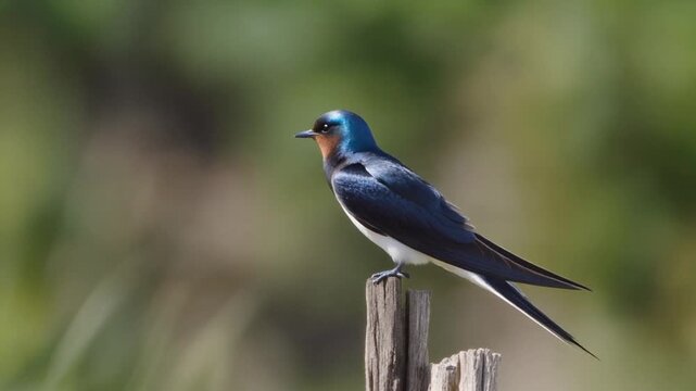 Bird Sitting on Wooden Post Outdoors.