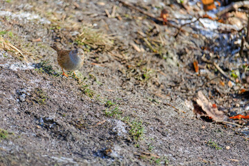 Close-up of robin bird perching on ground