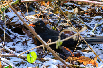 black bird perching on ground in park