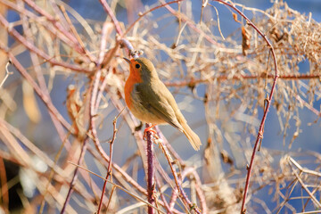 Close-up of robin bird perching on branch on tree