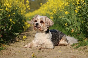 A small, sweet Yorkshire Terrier mix dog lies in a track in a yellow-flowering rapeseed field