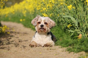 A small, sweet Yorkshire Terrier mix dog lies in a track in a yellow-flowering rapeseed field