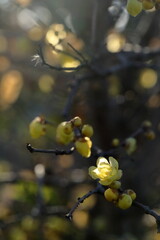 日本の初春の花、ロウバイ