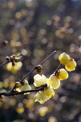 日本の初春の花、ロウバイ