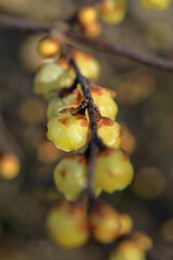 日本の初春の花、ロウバイ